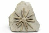 Jurassic Club Urchin (Asterocidaris) - Boulemane, Morocco #218408-1